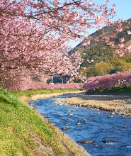 【東京銀座出發】河津櫻 + 熱海梅園 + 水果公園採草莓一日遊