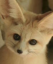 法國薩納裡-蘇爾梅爾ZOA動物園門票