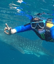 宿霧出發|奧斯洛布鯨鯊共乘一日遊