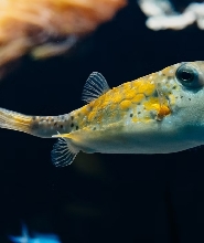 裏昂水族館 (Aquarium of Lyon) 門票