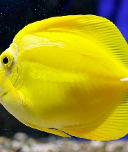 巴黎水族館 (Oniria Aquarium) 門票