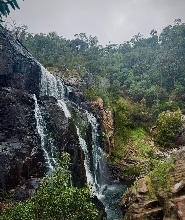 墨爾本出發格蘭坪國家公園私人一日遊