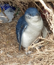 墨爾本：菲利普島企鵝歸巢與野生動物私人導覽