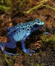 日本青蛙博物館門票