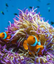 法蘭克蘭群島礁石遊船