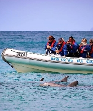 阿得雷德袋鼠島海洋野生動物之旅