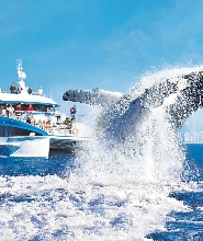 海洋世界賞鯨巡遊