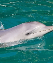 史蒂芬斯港賞海豚遊船體驗