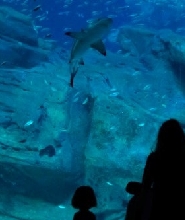 巴黎水族館門票