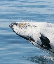 奧古斯塔賞鯨體驗