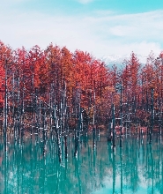 【札幌出發】北海道自選行程：私人包車一日遊