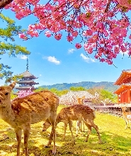 【大阪出發】奈良公園＆東大寺＆宇治＆源氏の湯一日遊
