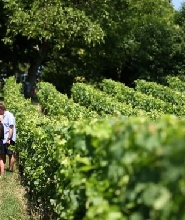 從圖爾出發的盧瓦爾河谷武弗雷半日葡萄酒之旅