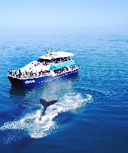 赫維灣半日賞鯨之旅