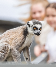 狐猴之地和蒙納託野生動物園一日遊