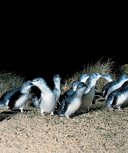 墨爾本菲利普島全日野生動物之旅