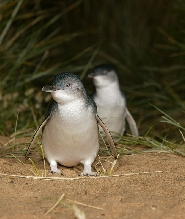 墨爾本菲利普島企鵝歸巢全日導覽遊