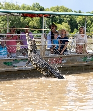 跳躍鱷魚巡遊半日遊