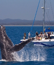 赫維灣賞鯨之旅