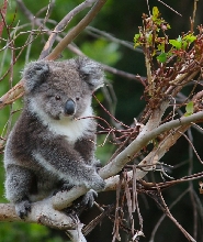 大洋路野生動物奇觀探索之旅