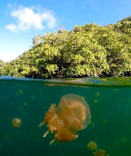 帛琉｜洛克群島浮潛一日遊｜東線-水母湖路線