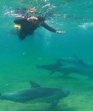 班伯利野生海豚共遊體驗