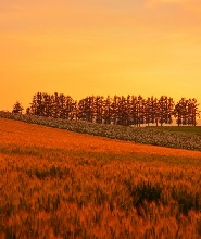 札幌市區/富良野/洞爺湖/小樽包車一日遊
