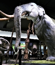 滋賀縣立琵琶湖博物館門票