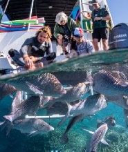 玻璃底船海龜生態探索＆浮潛遊船之旅