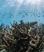 珊瑚灣玻璃底船之旅