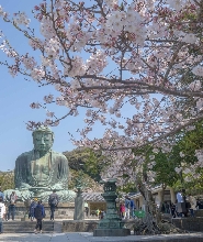 鎌倉大佛半日私人定製遊