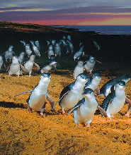 菲利普島私人一日遊