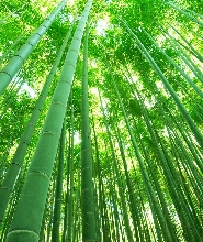 京都嵯峨野竹林 + 嵐山半日導覽徒步之旅