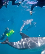 羅金厄姆野生海豚同遊體驗