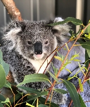 史蒂芬斯港，包括海豚巡遊、午餐、無尾熊、滑沙