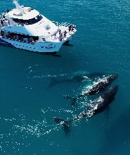 赫維灣鯨之歌遊船賞鯨體驗