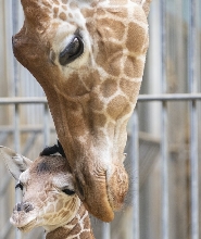 聖艾尼昂ZooParc de Beauval動物園門票