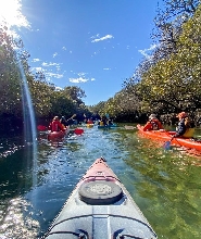 阿德萊德海豚保護區紅樹林之旅