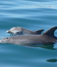 班伯利 Dolphin Discovery Centre 海豚生態巡遊