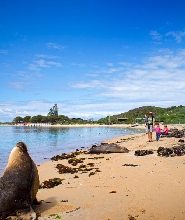 羅金厄姆海豚、海獅與企鵝島巡遊