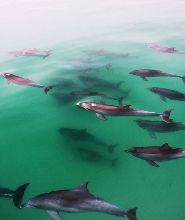 格雷爾魅力航海號海豚觀光遊船之旅（阿得雷德出發）