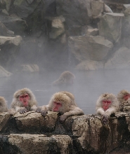 【長野縣/東京出發】雪猴公園 & 味噌製作巴士之旅