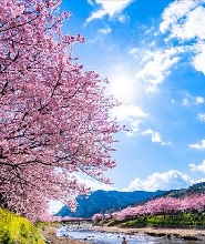 【東京出發】伊豆／熱海客製化包車一日遊