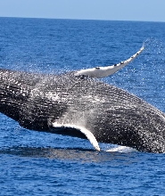 伯斯出發| 澳洲賞鯨體驗