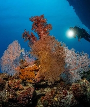 錫帕萊高氧空氣潛水體驗（PADI五星級潛水中心）