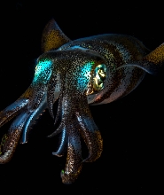 錫帕萊夜潛體驗（PADI五星級潛水度假村）