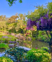 京都妙心寺退蔵院門票