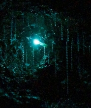 螢火蟲和坦伯林山一日遊