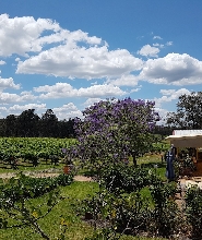 獵人谷廷提拉酒莊品酒體驗
