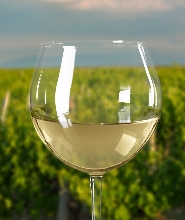 莫寧頓半島酒莊體驗（巴士接送 & 含午餐）